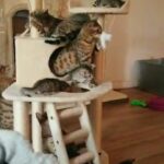 Exotic Smart Bengal Kittens