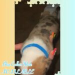 American Bully