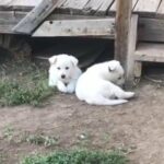 White German Shephereds