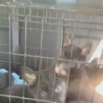 German shepherds