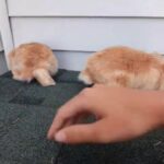 Pure Bred Holland Lop Bunnies