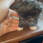 baby kitten