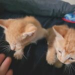 kittens