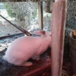 Rabbit for sale