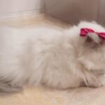 2 years old flat face Persian girl