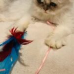 2 years old silver point chinchilla Persian girl