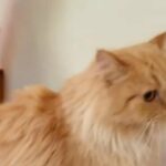 2 years old orange red ginger Persian girl