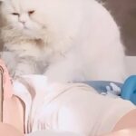 Pure white Persian boy two years old