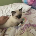 Female Ragdoll Kitten