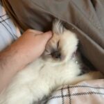 Female Ragdoll Kitten