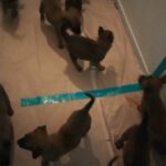 Belgian malinois pups