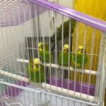 Budgerigar