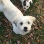 LHASA APSO PUPPIES FOR SALE