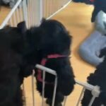 Giant Schnauzer Pups for sale