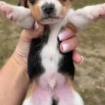 buddy