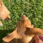 chihuahua’s for sale