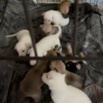 puppies