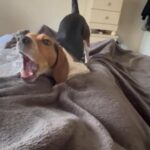 Nyla