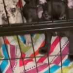 French bulldog puppies with papers got shot in all