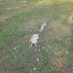 2 Puppies is need of home