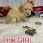 Mini Goldendoodle