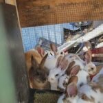 9 Rex bunnies