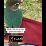Turquoise Greencheek Conures