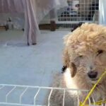 2 male standard poodle puppies for sale!
