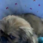 sable Pekingese female
