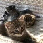 American short hair kittens