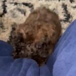 Black Brown Toy Poodle Looking For Furever Home