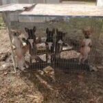 pitsky puppys