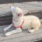 white huskys $900 with papers Brooklyn n.y