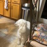 One Yr Old Poodle
