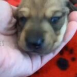 Mini Dachshund