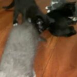Kittens in LA