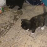 kittens