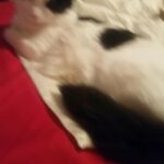 Mini meow