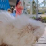 Simba, a rare cream color Persian kitten, 2 months old, his siblings are available too