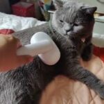 Rehoming British shorthair cat!