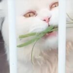 MEIMEI, pure white Persian boy, two years old.