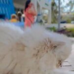 cream color Persian kitten, his siblings available too
