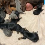 Doberman Pinscher Puppies