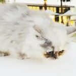 5 month chinchilla silver point Persian kitten