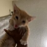 kitten