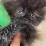 2 months old Persian girl, black,