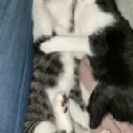 KITTENS FOR SALEEE ?