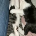 Kittens for sale