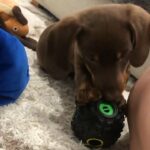 adorable short haired male dachshund puppy available for a loving home.