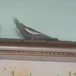 2 cockatiels for sale